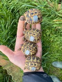 Tartarughine di terra