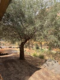 alberi ulivo piante