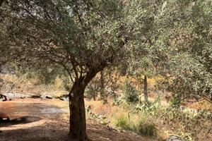 alberi ulivo piante