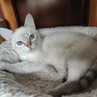 Cucciola Thai (siamese tradizionale)