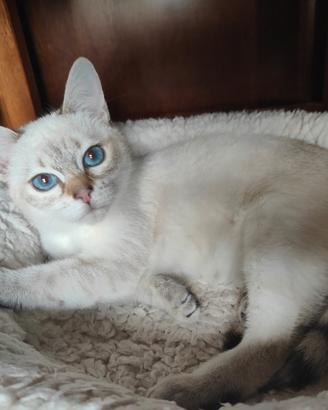 Cucciola Thai (siamese tradizionale)