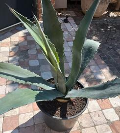 Agave