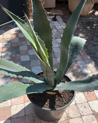 Agave