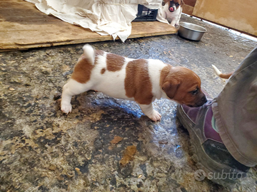 Cuccioli jack russell zampa corta