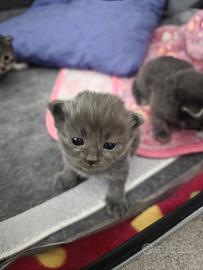 Cuccioli di gatto Siberiano