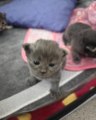 Cuccioli di gatto Siberiano