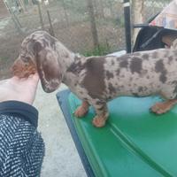 Bassotto arlecchino Kaninken