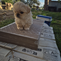 Cuccioli Pichinesi