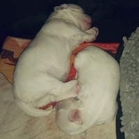 Cuccioli di Maltese vogliono tanto Amore