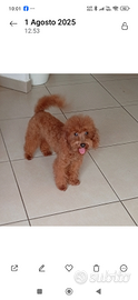 Maschietto Toy Red intenso pedigree ENCI