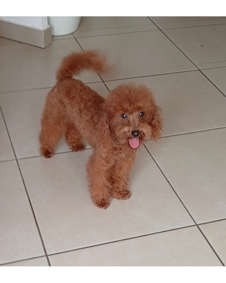 Maschietto Toy Red intenso pedigree ENCI