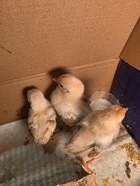 Pulcini di gallina Serama