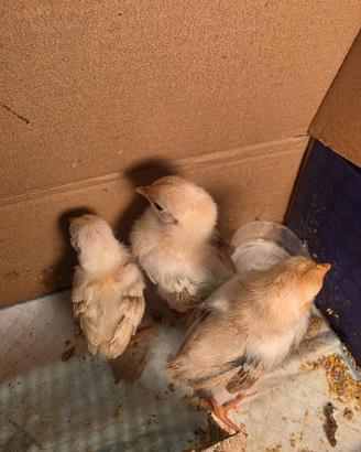 Pulcini di gallina Serama