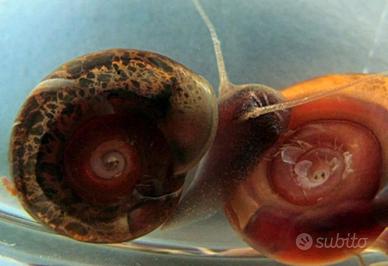 Lumache planorbarus
