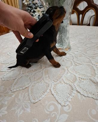 Cuccioli di pincher toy mini
