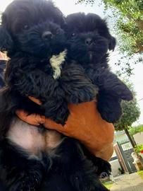 Maltipoo