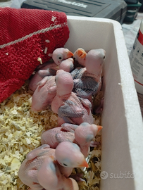 Parrocchetti dal collare