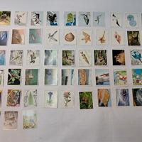 figurine Panini n°53 WWF natura da salvare 