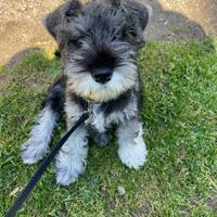 Cucciolata di schnauzer nani pepe e sale