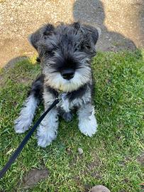 Cucciolata di schnauzer nani pepe e sale