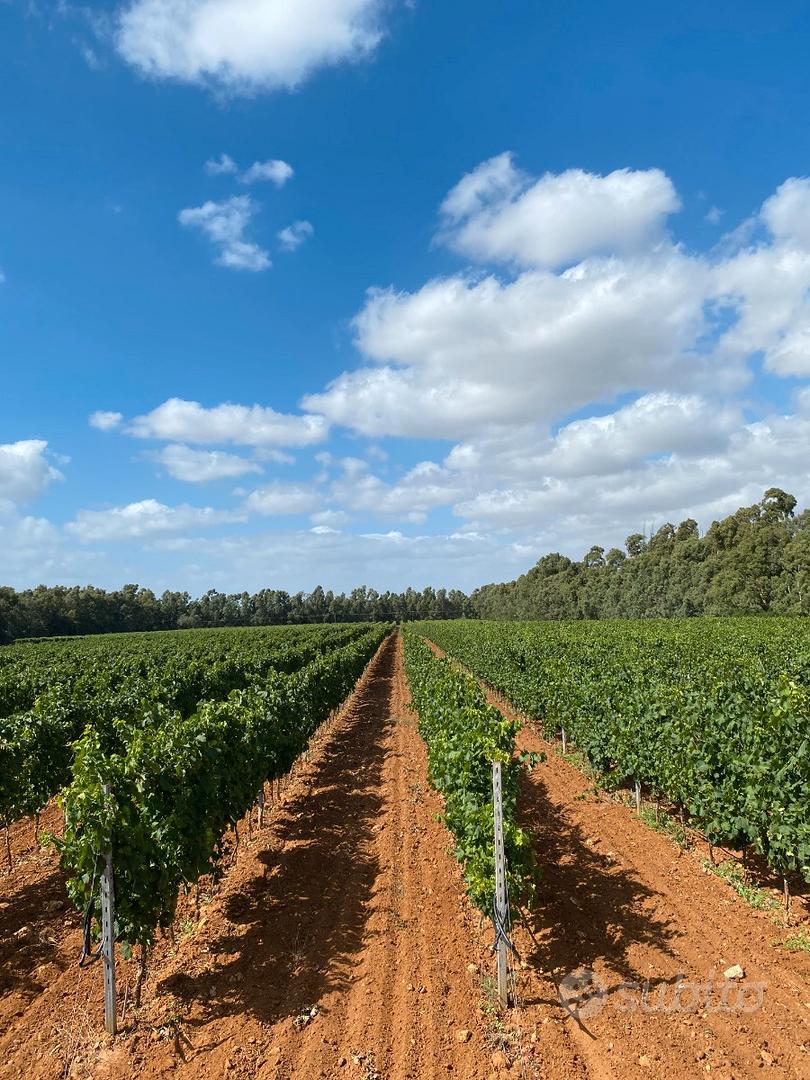 Terreno agricolo ad Alghero - Vista 3