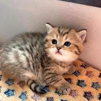 Gattini British, 1 mese, maschio e femmine