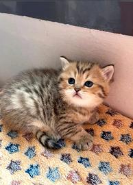 Gattini British, 1 mese, maschio e femmine
