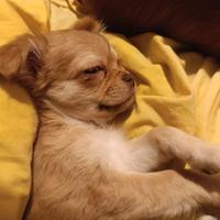 2 cuccioli di chihuahuaa maschi pelo corto