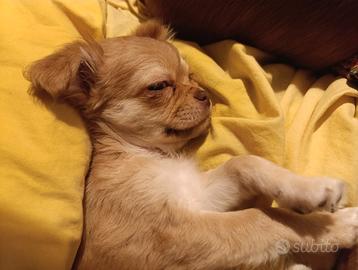 2 cuccioli di chihuahuaa maschi pelo corto