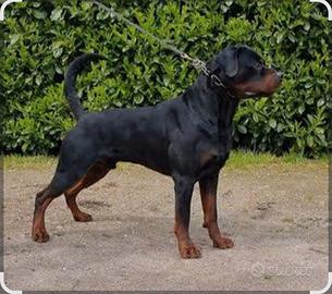 Rottweiler
