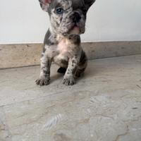 Bulldog francese esotico