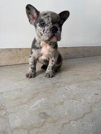 Bulldog francese esotico