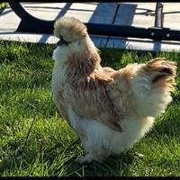 Galli galline pulcini pulcinotti MOROSETA