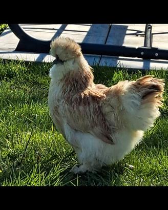 Galli galline pulcini pulcinotti MOROSETA