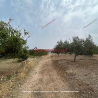 Terreno, Casteldaccia.