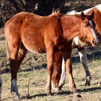 Puledro paint horse 1 anno