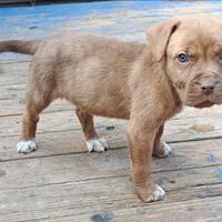 Cuccioli di pitbull red nose