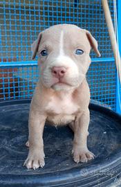 Pitbull