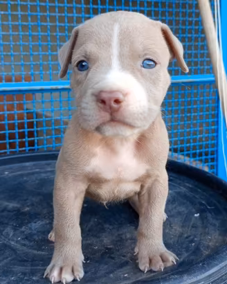 Pitbull