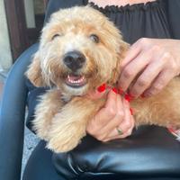 MANGO - Cucciolo Maltipoo ?