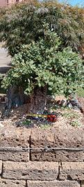 bonsai quercia