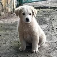 Cuccioli di pastore maremmano