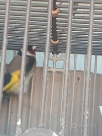 Uccelli