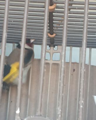 Uccelli