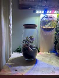 Terrario Bioattivo