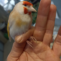 Cardellino Mayor femmina favata