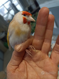 Cardellino Mayor femmina favata