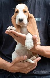 bassethound femmina