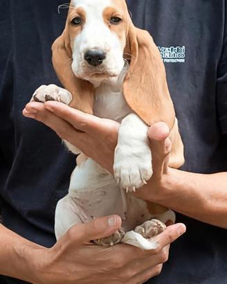 bassethound femmina
