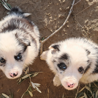 Cuccioli border collie